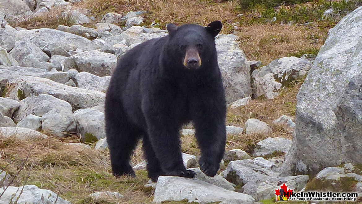 Black Bear in Garibaldi Park Near Blackcomb Mountain