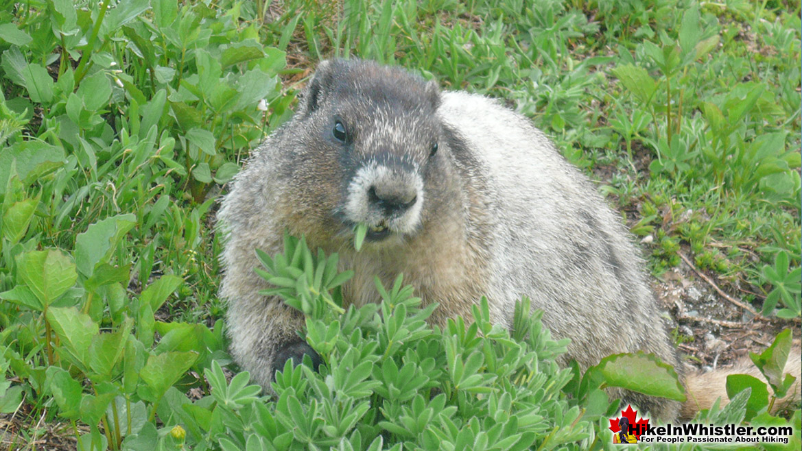 Hoary Marmot in Garibaldi Park